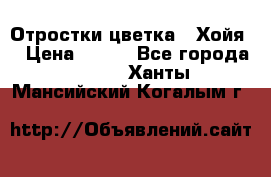 Отростки цветка  “Хойя“ › Цена ­ 300 - Все города  »    . Ханты-Мансийский,Когалым г.